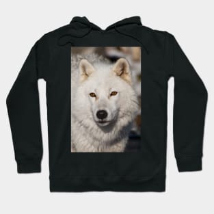 Arctic Wolf Hoodie